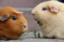 Stuck with the guinea pigs