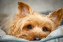 Yorkshire Terrier (stock picture)