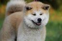 A stock image of a Japanese Akita dog, for illustrative purposes                                                                  Picture: PIXABAY