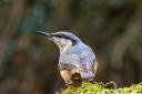 A Nuthatch Picture: PAUL CLEASBY