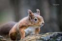 Red squirrel Picture: BRYAN WALKER