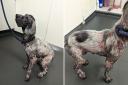 Cocker spaniel Skye was left in a sorry state of suffering by owner Rosemary Purvis, who has now been banned from keeping animals.