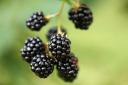 Reader Doug Porthouse remembers blackberry picking during his childhood