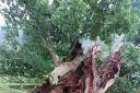 Fallen veteran oak