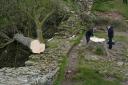 The Sycamore Gap tree in Northumberland, believed to have been about 300 years old, was cut down