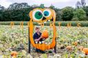 Baydale Pumpkin Patch opens today, pictured owner Simon Walton