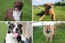 Dogs Trust Darlington have plenty of rescue dogs looking for a forever home this October Credit: DOGS TRUST