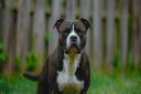 File photo: A Staffordshire bull terrier