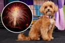 As Bonfire Night approaches, vets are advising owners to take steps now so their pets are less frightened by the sudden flashes of light and loud bangs across the communities in County Durham