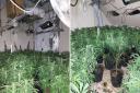 Six people have been arrested after police in Hartlepool discovered a huge 300-plant cannabis grow.