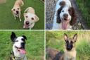Dogs Trust Darlington have plenty of rescue dogs looking for a forever home this November Credit: DOGS TRUST