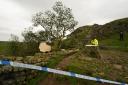 The beloved Sycamore Gap tree was felled at the end of September