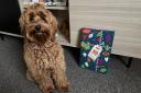 Your dog is in for a treat if they get their paws on this Pure Pet Food Feliz Navidog Advent Calendar - this is why
