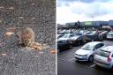 A video of several rats moving through a car park in Pity Me, Durham, was circulated by Durham County's Council's neighbourhood wardens page