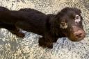 Stockton Borough Council (SBC) are looking for the owner of a spaniel which was found in Hardwick, Stockton Credit: SBC