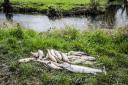 Dead fish pulled from Skeeby Beck and Gilling Beck in April 2023