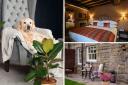 This is why The Lord Crewe Arms is one of the best dog-friendly hotels in the UK for 2024 - have you booked your stay?