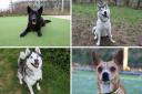 Dogs Trust Darlington have plenty of rescue dogs looking for a forever home this month Credit: DOGS TRUST