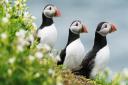 Puffins nesting on the Farne Islands where visitor boats will land for the first time in two years next month.
