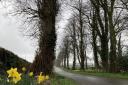 The Over Dinsdale daffodil and lime avenue in the gray of this week