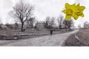 Eppleby, the daffodil village