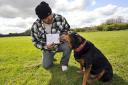 Zeus, a Rottweiler cross who has been sent a polling card to vote in the upcoming European Elections