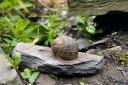 The average British garden is home to thousands of snails