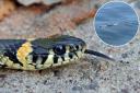 The common grass snake is 'entirely harmless'