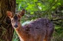 A young roe deer by Glyn Jones Photography