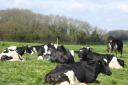 MILK: Dairy cows enjoy the sunshine