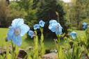 Blue poppies (Meconopsis)