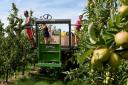 'VITAL': Workers thin trees in the Braeburn apple orchard at Stocks Farm in Worcestershire ahead of the start of the harvest. Apple trees are thinned to imorove the size and quality of remaining fruit ready for harvest