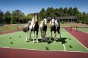 HOME: A mock-up of the three ponies standing on a tennis court Picture: STOKER PHOTOGRAPHY