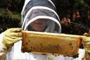 Colin Hinde checks up on the bees and their progress at Lingfield Point