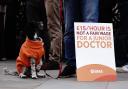 A dog joins junior doctors on the picket line outside St Thomas’ Hospital, central London (Aaron Chown/PA)