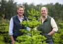 Will Standeven and Stephen Wombwell  have been growing Christmas trees on the estate for the last ten years