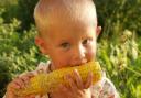 Stock: Child eating sweetcorn