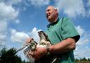 Forestry England ornithologist Martin Davison rings 38 day old osprey chick Elsin in Kielder Water and Forest Park