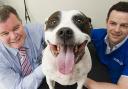 Paul Brown of Business Link and Neil Murdoch of Metrovets with Daisy the Bull Terrier