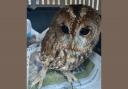 This tawny owl was found battered and unable to fly in a garden in Trimdon Station, County Durham, after Storm Arwen and thanks to his rescuers is now flying free again in the wild