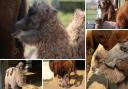 Endangered camels give birth to two calves in “camel baby boom” at wildlife park