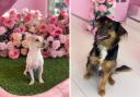 Here's how your dog could be a model - enter to win more than £500 in vouchers (PrettyLittleThing/Canva)