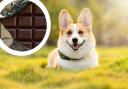Chocolate can be dangerous to dogs. (Canva)