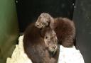 The otter cubs became orphaned in January 2021 when they were separated from their mothers due to bad weather