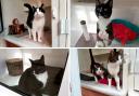 These cats from the RSPCA cat rehoming hub need a home – can you help? (RSPCA)