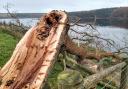 Damage from Storm Arwen. Picture: Northern Echo.