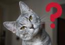 New research has revealed the UK's favourite cat breeds. Picture: Canva