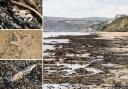 Shocking pictures show huge extent of dead marine life on North East beach
