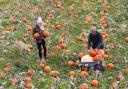 Public invited to pick from huge farm with 125,000 pumpkins before Halloween