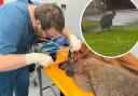Happy ending for wallaby that was seen hopping around housing estate for two weeks
